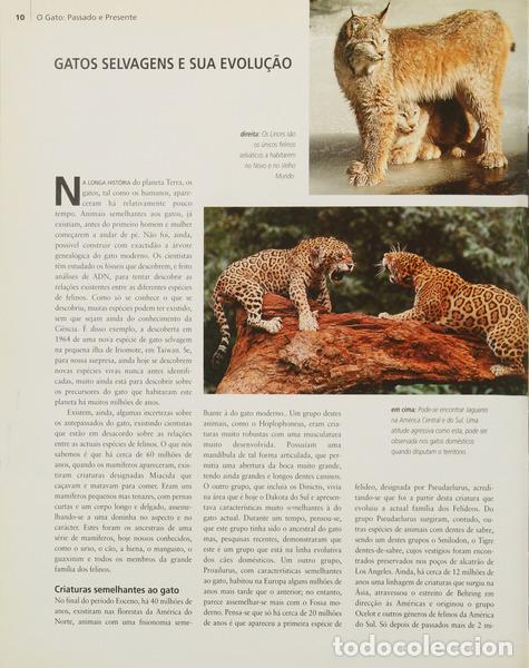 Libros: SAYER. (Angela) e Howard Loxton. - ENCICLOP&Eacute;DIA DO GATO. - Foto 2