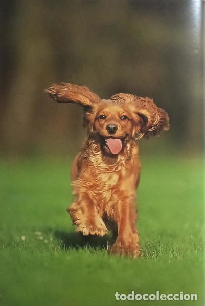 Libros: FOGLE. (Bruce) - O MEU COCKER SPANIEL. - Foto 3