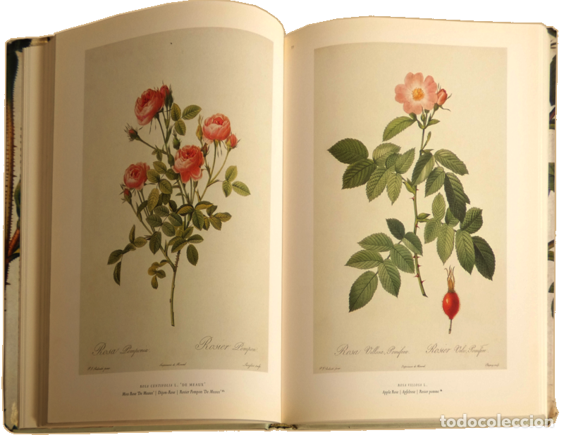 Libros: PIERRE. (Joseph) - THE ROSES. - Foto 3