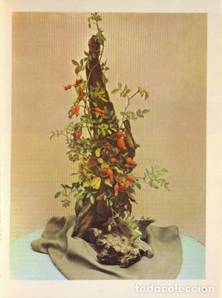 Libros: MASSINGHAM. (Betty) - FLOWER ARRANGING IN COLOUR - Foto 2