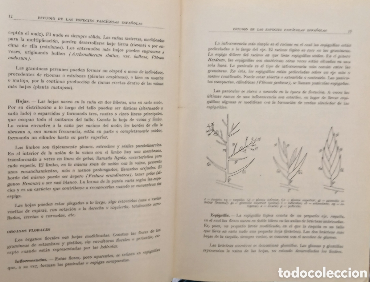 Libros: Introduccion al estudio de las especies espa&ntilde;olas - Foto 5