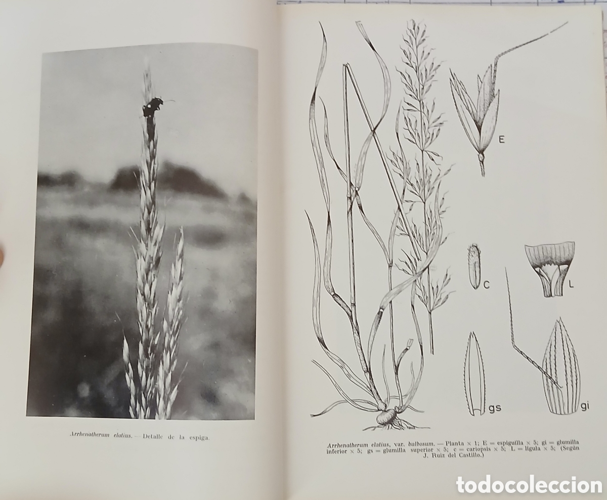 Libros: Introduccion al estudio de las especies espa&ntilde;olas - Foto 6