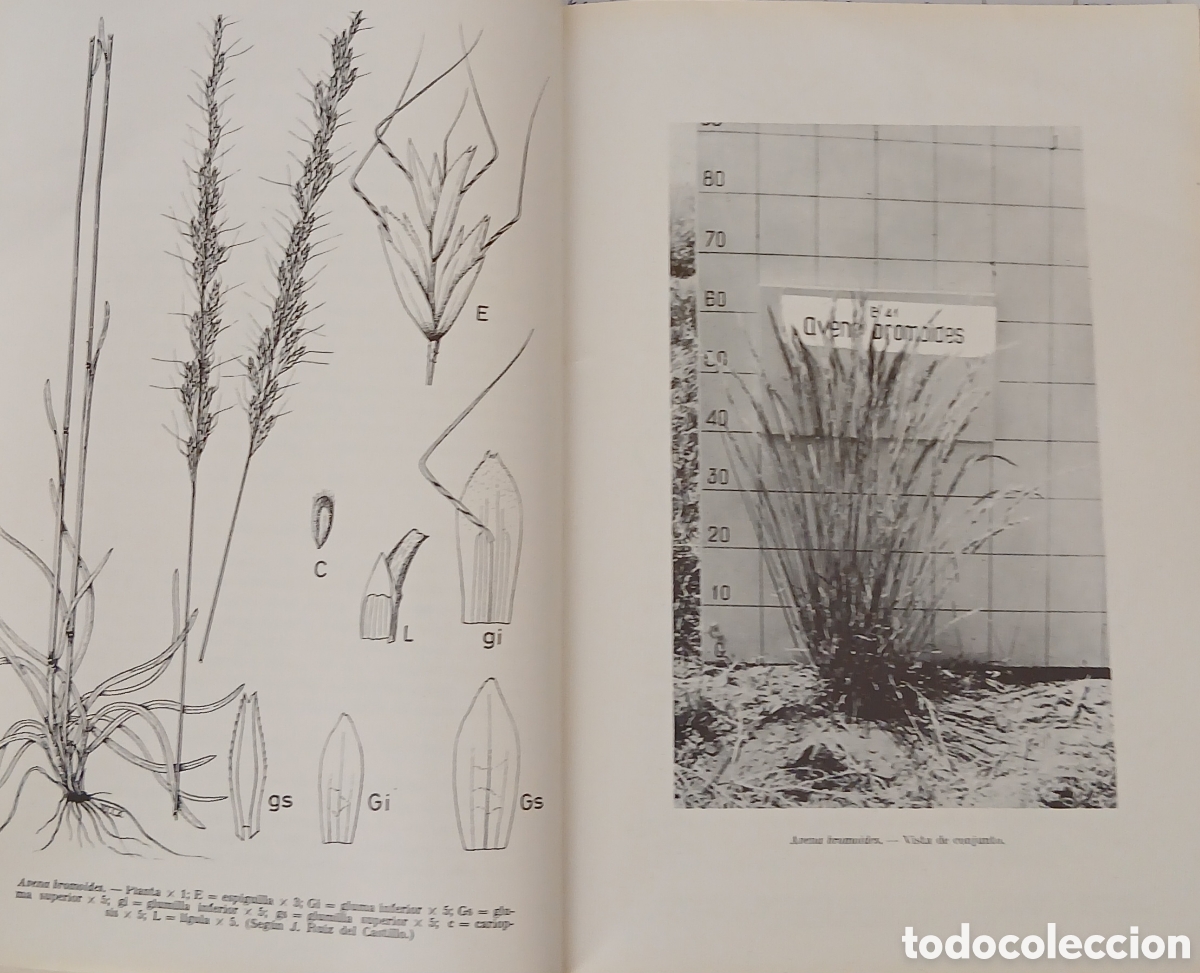Libros: Introduccion al estudio de las especies espa&ntilde;olas - Foto 7