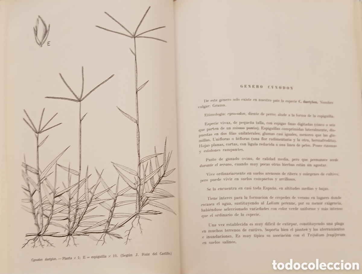 Libros: Introduccion al estudio de las especies espa&ntilde;olas - Foto 8