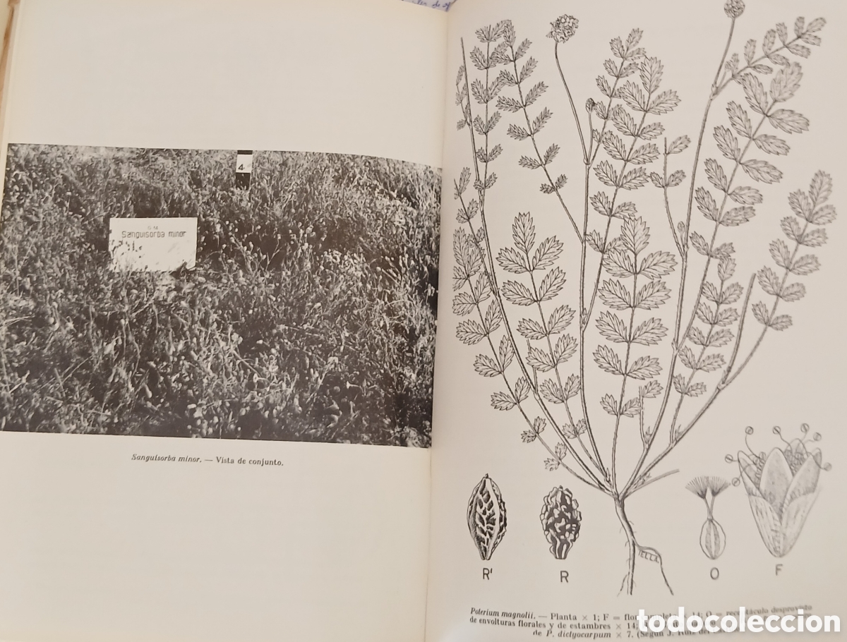 Libros: Introduccion al estudio de las especies espa&ntilde;olas - Foto 9