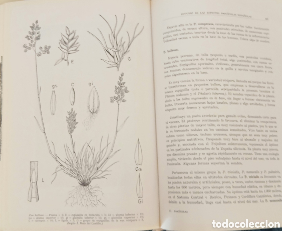 Libros: Introduccion al estudio de las especies espa&ntilde;olas - Foto 10