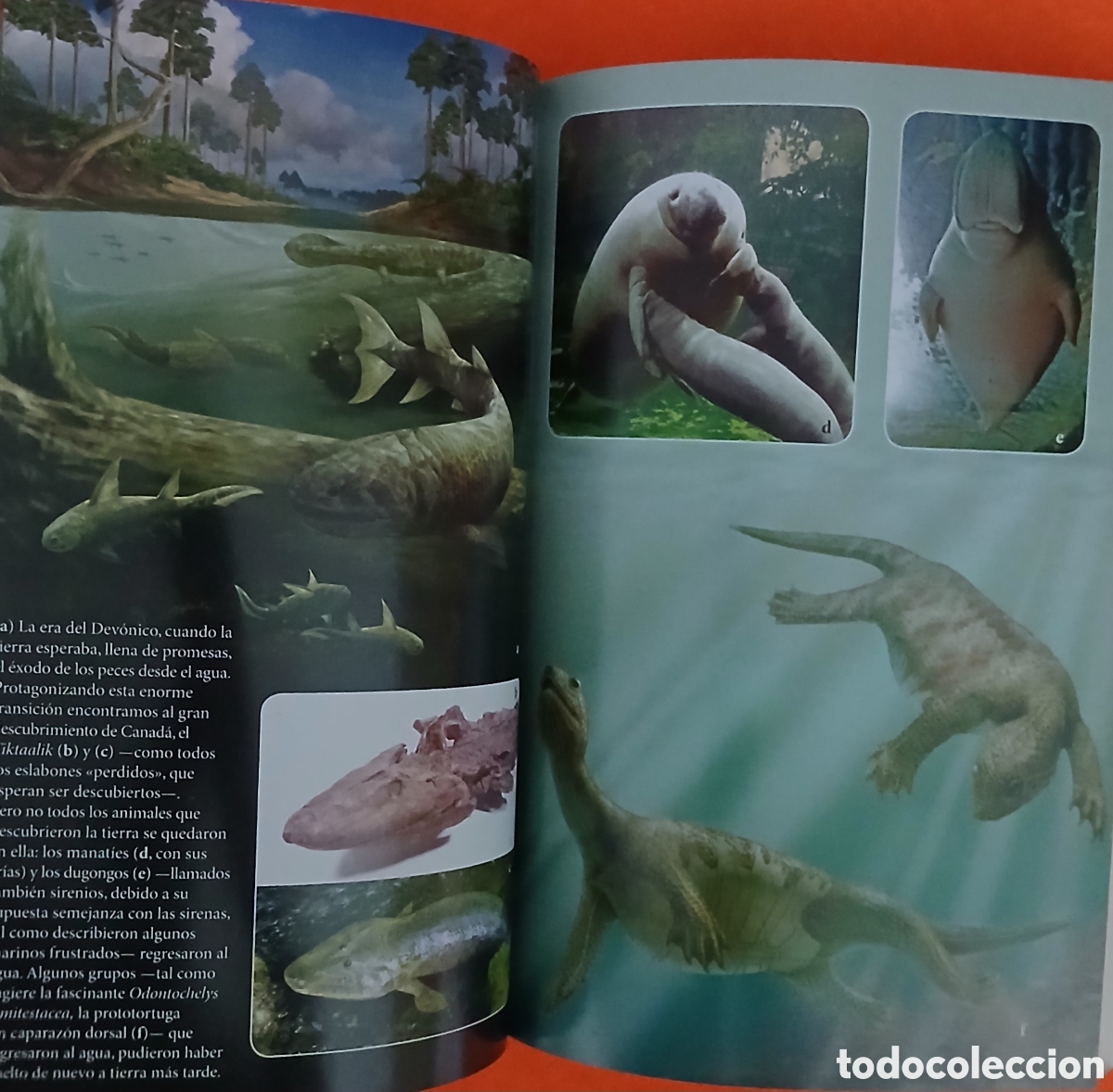 Libros: Evolucion, Richard Dawkins - Foto 8