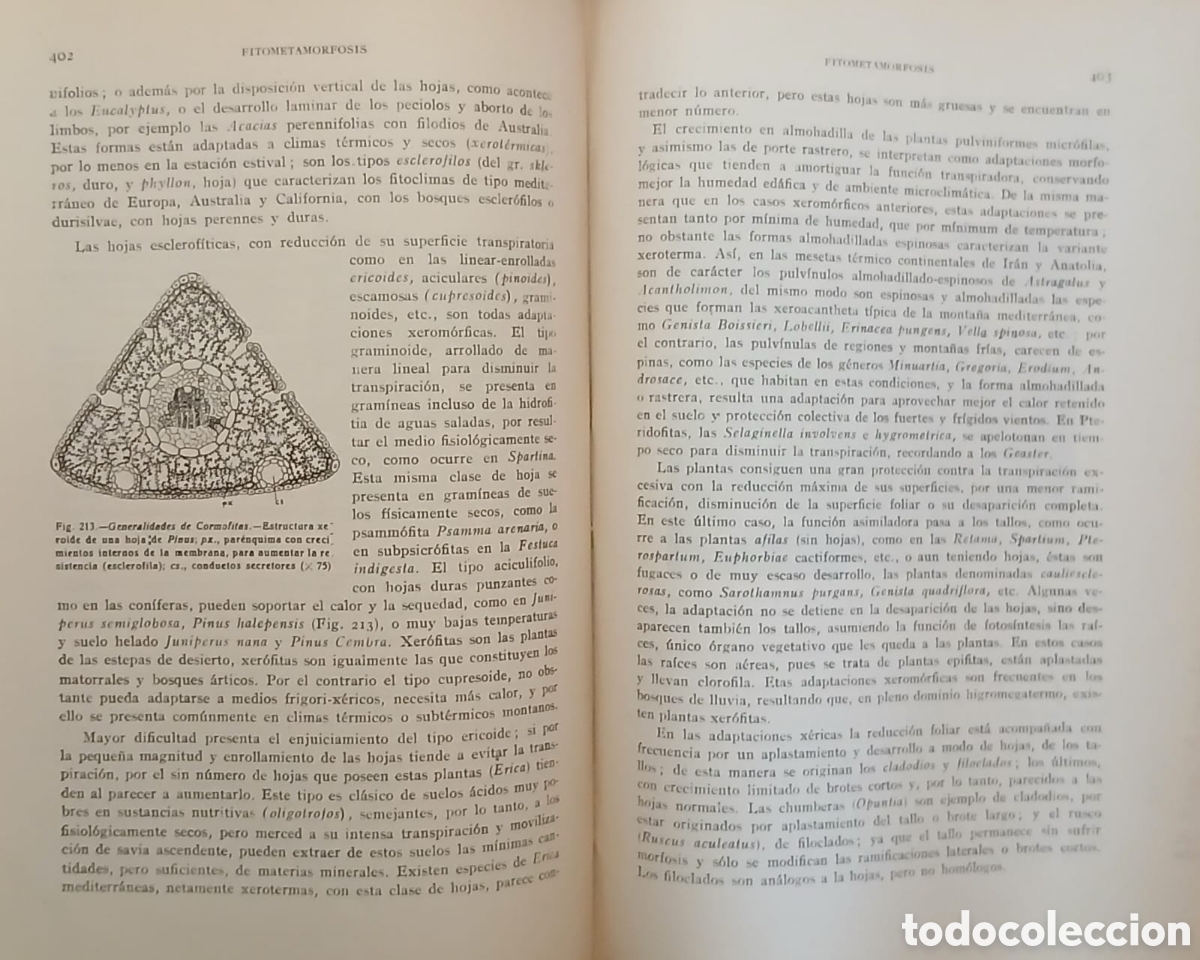 Libros: Botanica descriptiva - Foto 12
