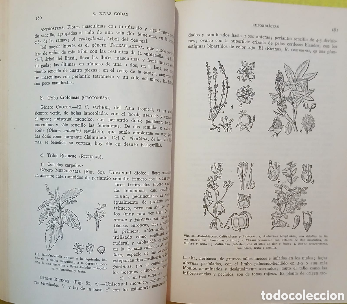 Libros: Botanica descriptiva - Foto 16