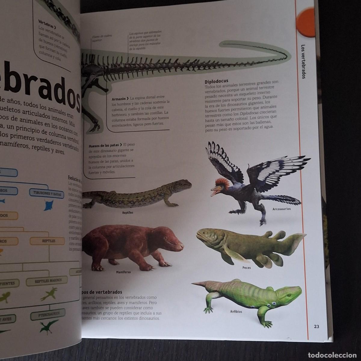 Libros: EL LIBRO DE LOS DINOSAURIOS - DINO DINOS - DK - A&Ntilde;O 2022 - Foto 4