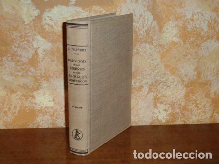 B&uuml;cher: PATOLOG&Iacute;A DE LAS COJERAS EN LOS ANIMALES DOM&Eacute;STICOS - Gilp&eacute;rez Garc&iacute;a, Luis