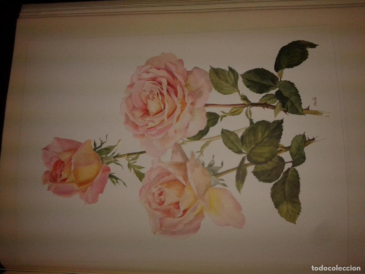 Libros: Bois, Eric y Anne Marie Techslin - ROSE - Foto 2