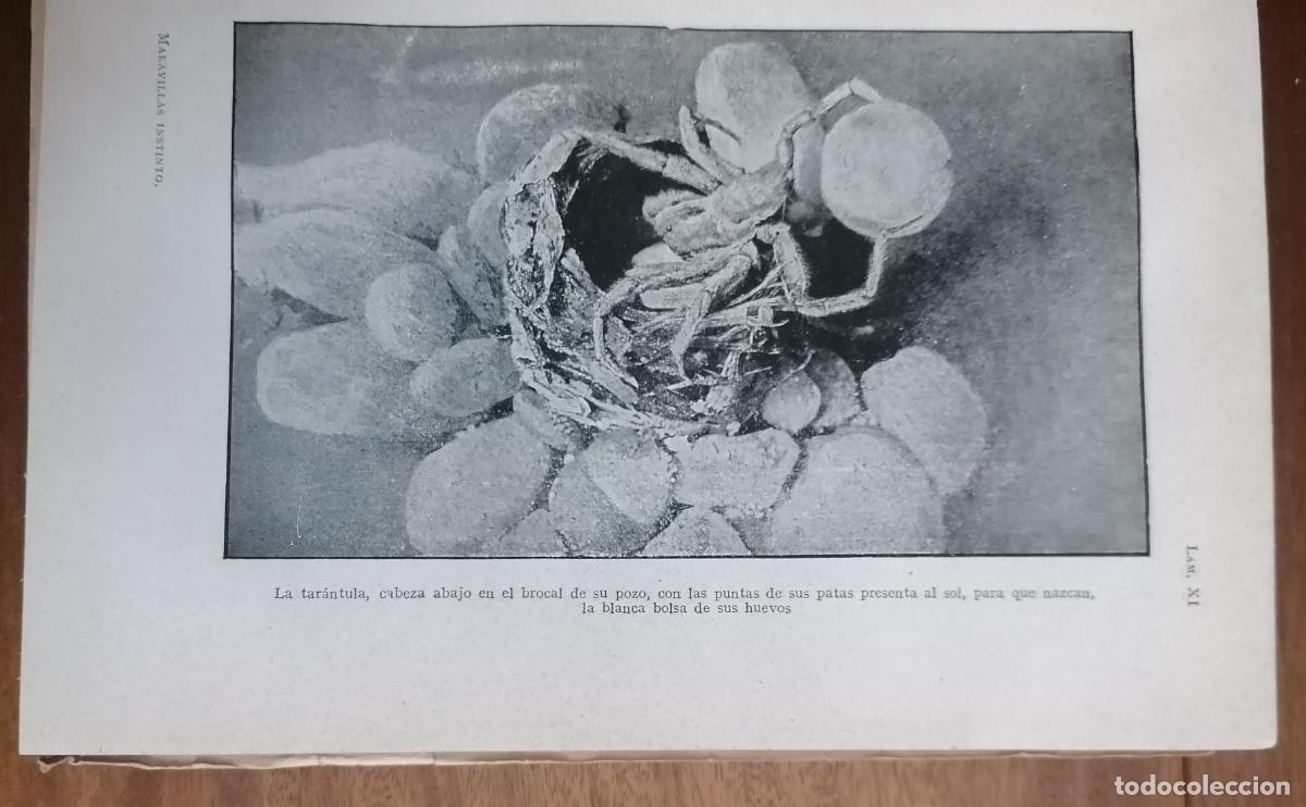 Libros: J. H. Fabre - MARAVILLAS DEL INSTINTO EN LOS INSECTOS - Foto 2