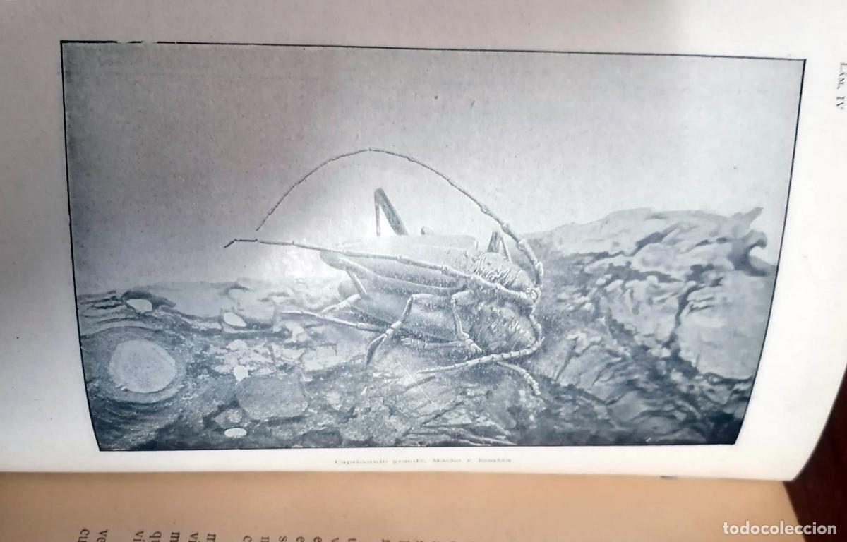 Libros: J. H. Fabre - MARAVILLAS DEL INSTINTO EN LOS INSECTOS - Foto 3