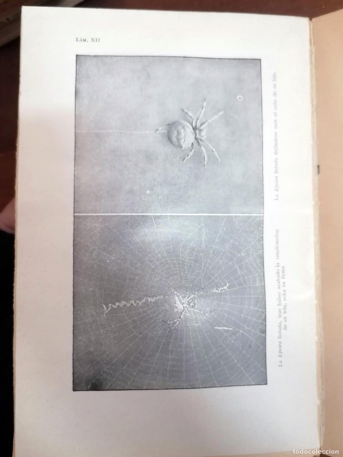 Libros: J. H. Fabre - MARAVILLAS DEL INSTINTO EN LOS INSECTOS - Foto 5