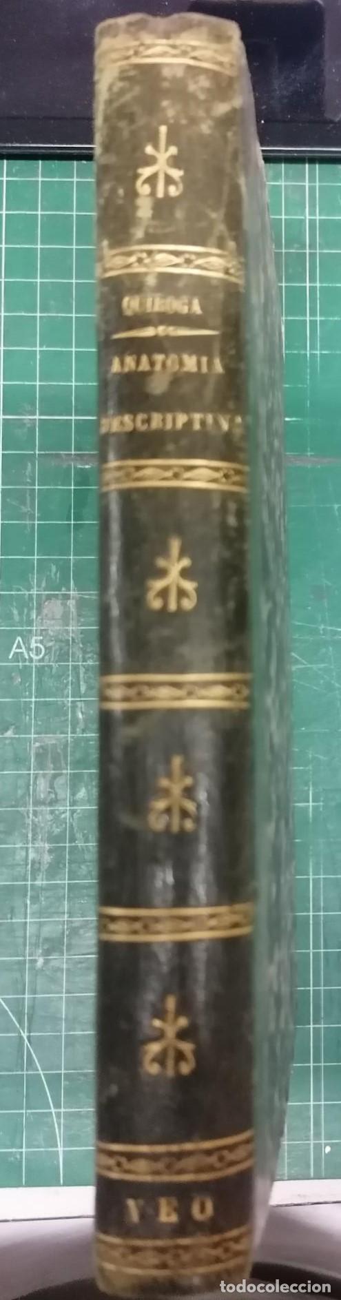 Libri di seconda mano: Quiroga y Gonz&aacute;lez, Jos&eacute; - ANATOM&Iacute;A DESCRIPTIVA DE LOS PRINCIPALES ANIMALES DOM&Eacute;STICOS