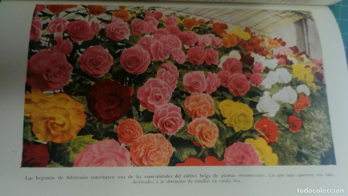 Libros: Born&aacute;s y de Urcullu, Gabriel - FLORICULTURA - Foto 3