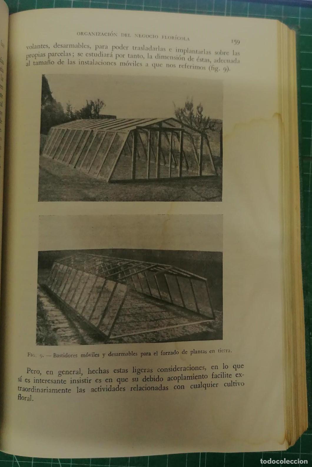 Libros: Born&aacute;s y de Urcullu, Gabriel - FLORICULTURA - Foto 4