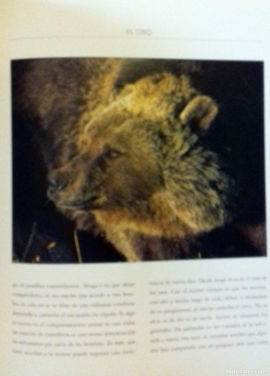 Libros: Joaqu&iacute;n Araujo - EL OSO Y EL MADRO&Ntilde;O - Foto 2