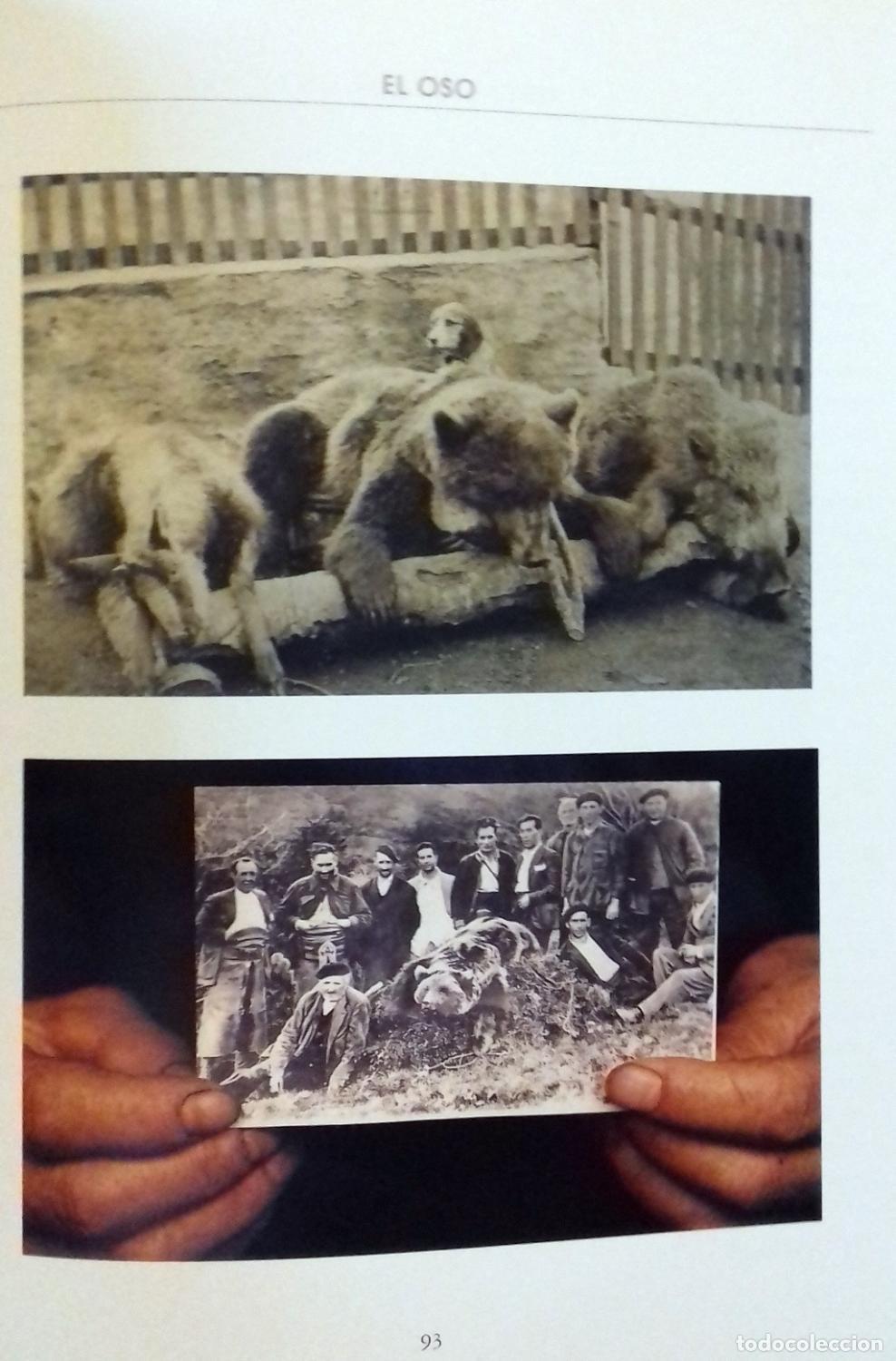 Libros: Joaqu&iacute;n Araujo - EL OSO Y EL MADRO&Ntilde;O - Foto 4