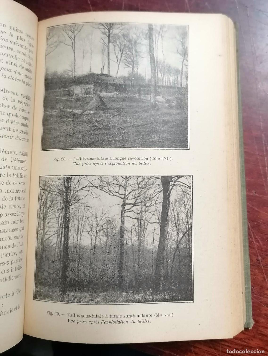 Libros: Albert Fron - SYLVICULTURE - Foto 4