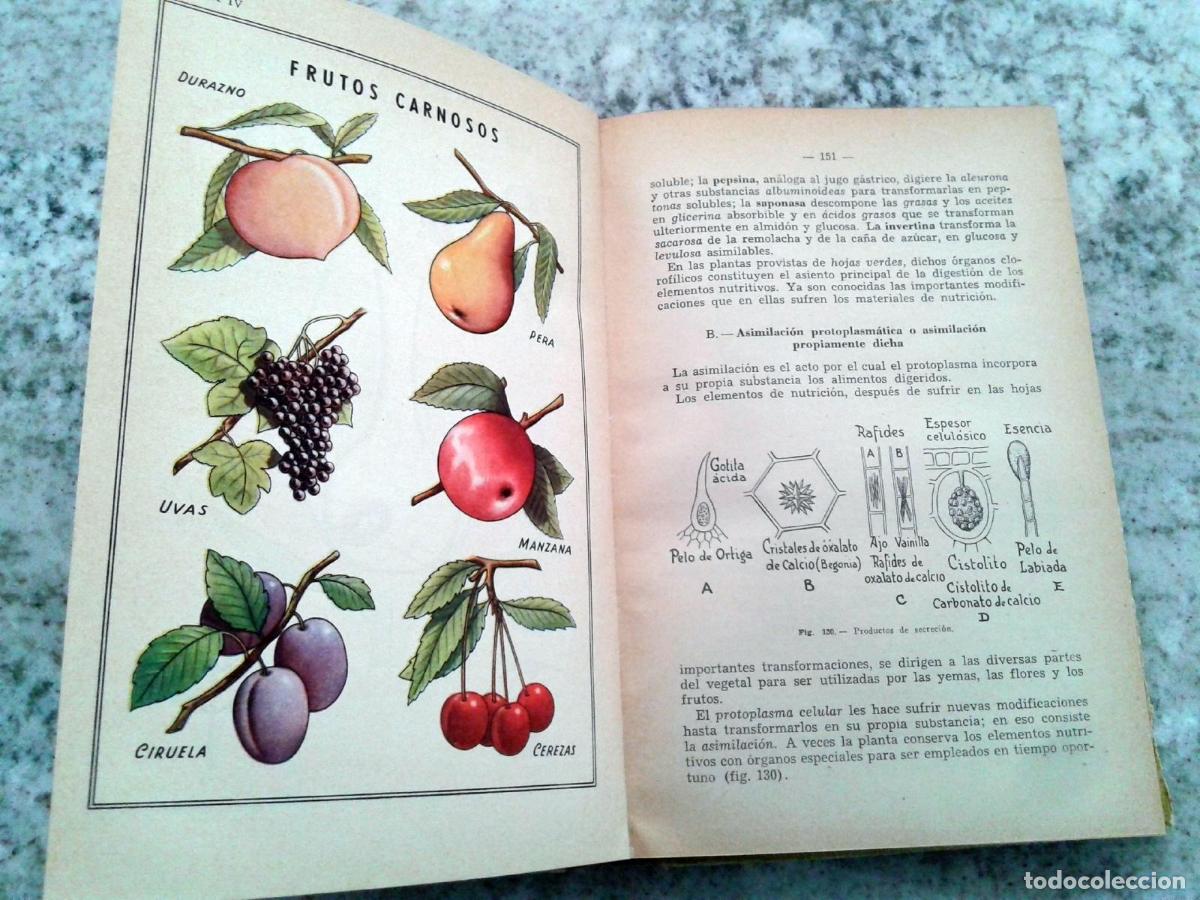 Libros: Jorge Vidal - BOTANICA - Foto 4