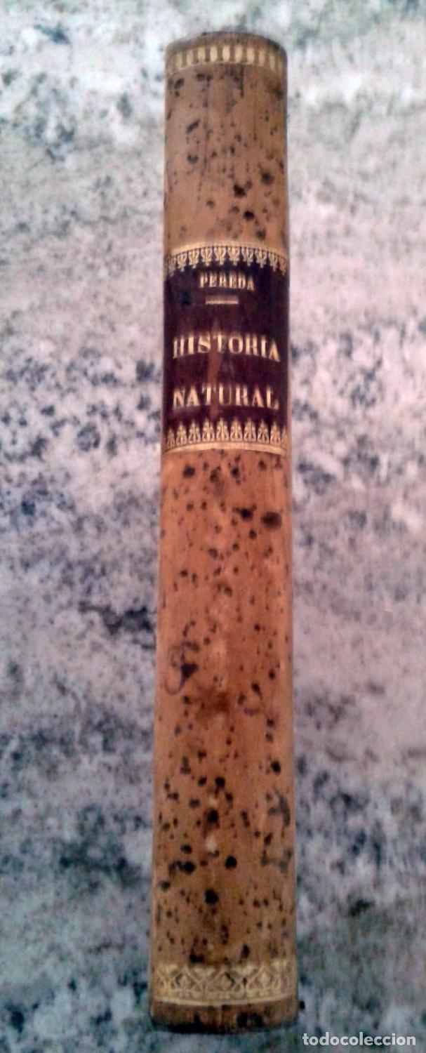 Libros: Sandalio de Pereda y Mart&iacute;nez - PROGRAMA RAZONADO DE UN CURSO DE HISTORIA NATURAL CON PRINCIPIOS DE