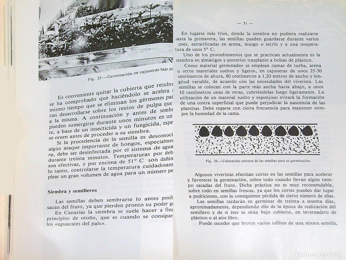 Libros: EL AGUACATE - FRANCISCO JAVIER ALVAREZ DE LA PE&Ntilde;A - 1981 - MADRID - Foto 4