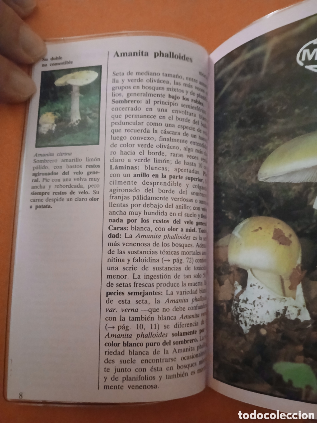 Libros: SETAS VENENOSAS � PLANTAS MEDICINALES - EDMUND GARNWEIDNER - Foto 5
