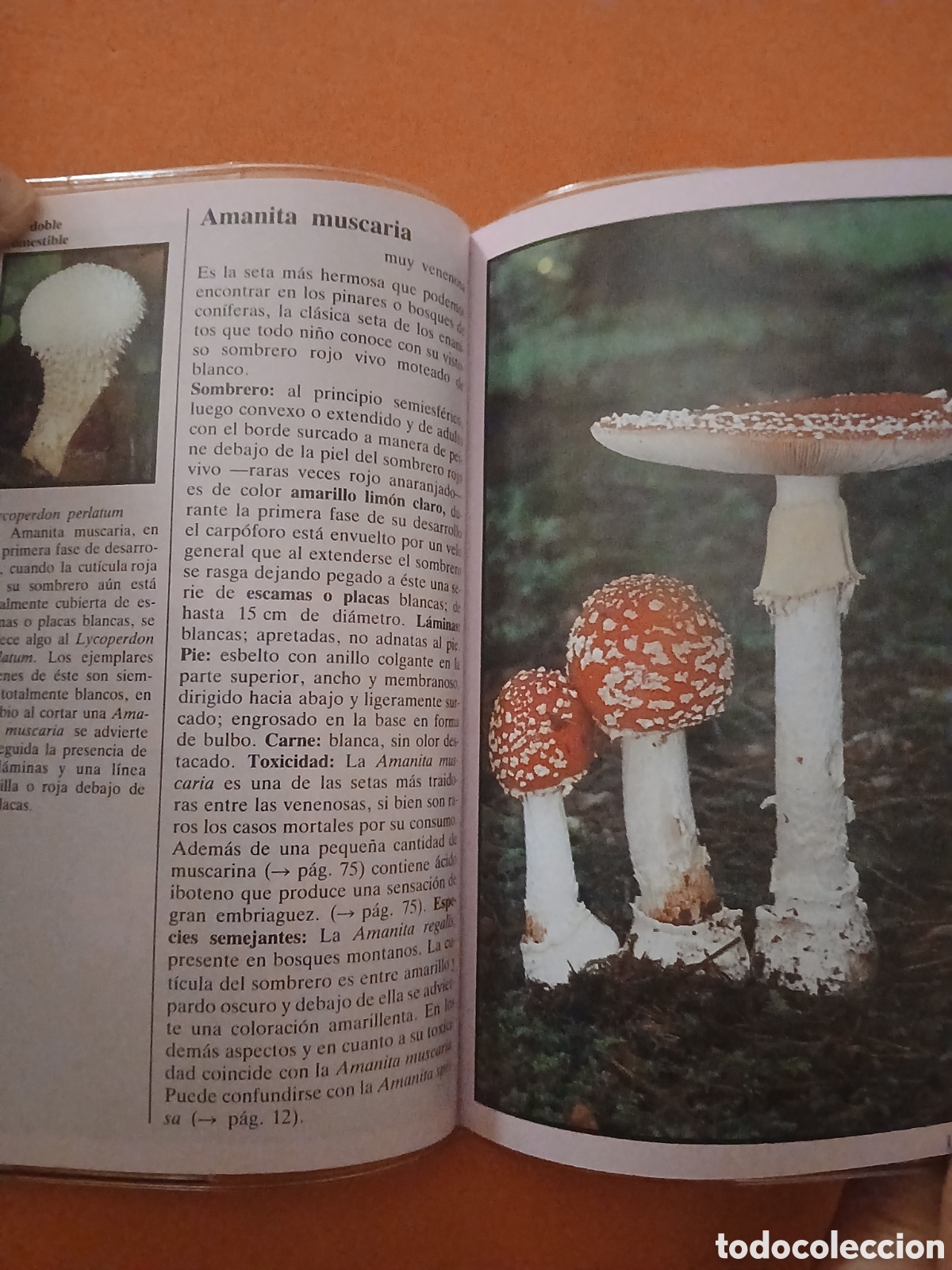 Libros: SETAS VENENOSAS � PLANTAS MEDICINALES - EDMUND GARNWEIDNER - Foto 6
