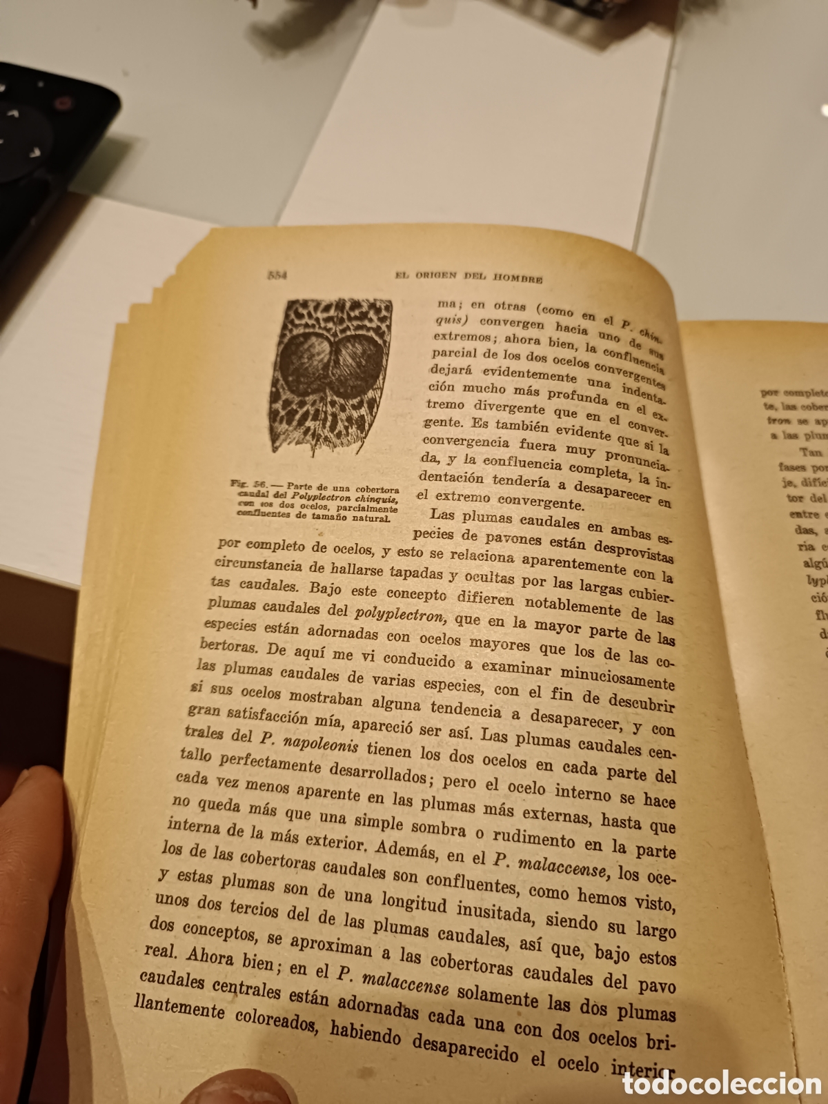 Libros: Libro: el origen del hombre - Foto 6