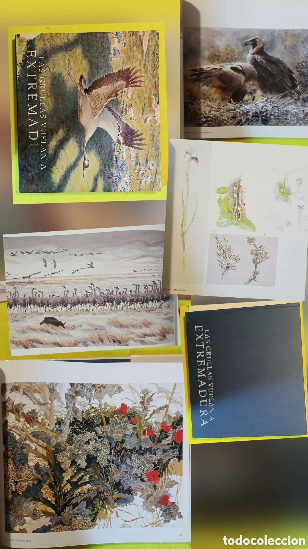 Libros: Las grullas vuelan a Extremadura - Foto 1
