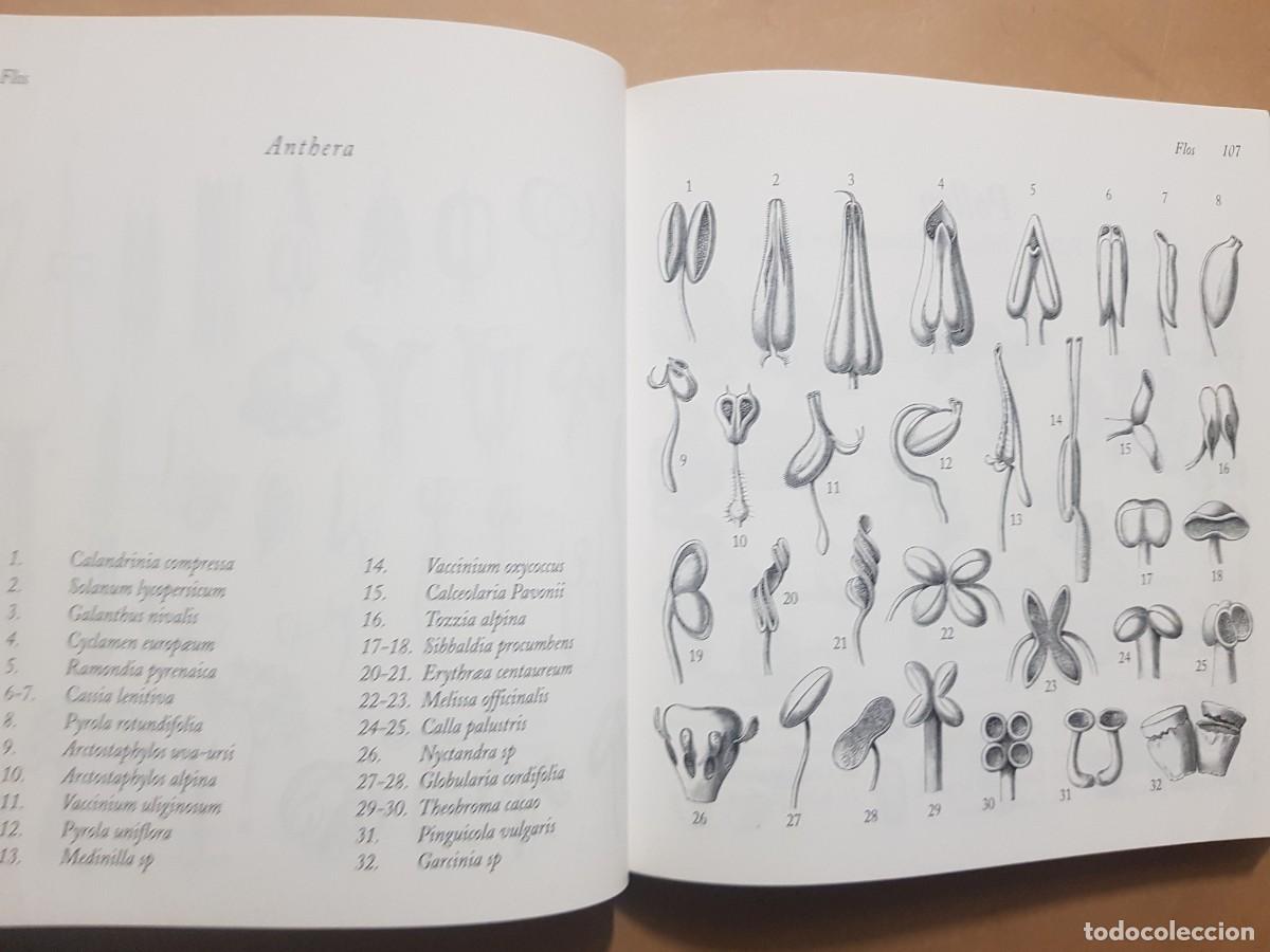 Libros: FLORA - GOVANNI SANTI-MASSINI - H.KLICZKOWSKI - EN 5 IDIOMAS (ILUST) - Foto 9