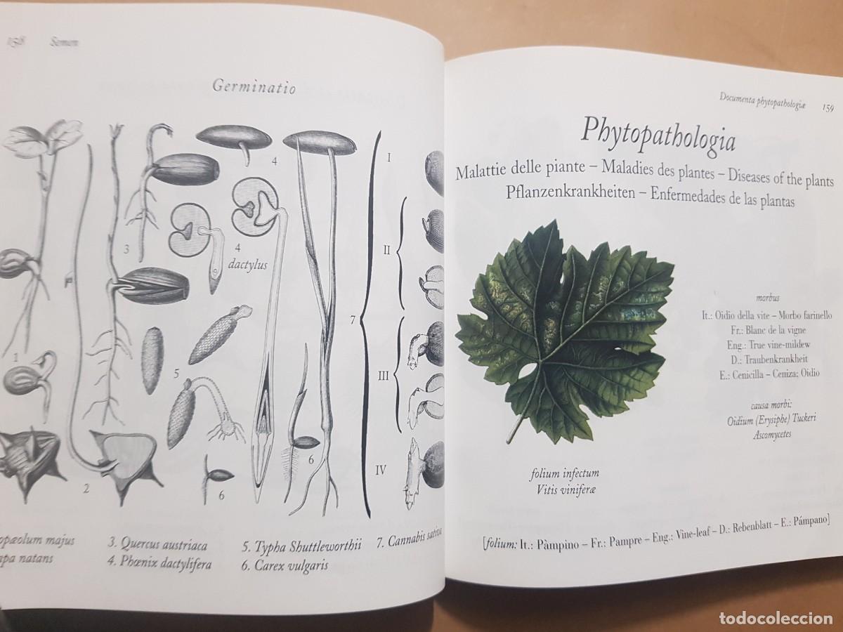 Libros: FLORA - GOVANNI SANTI-MASSINI - H.KLICZKOWSKI - EN 5 IDIOMAS (ILUST) - Foto 10