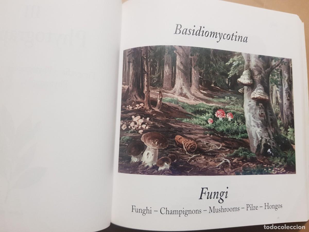 Libros: FLORA - GOVANNI SANTI-MASSINI - H.KLICZKOWSKI - EN 5 IDIOMAS (ILUST) - Foto 12