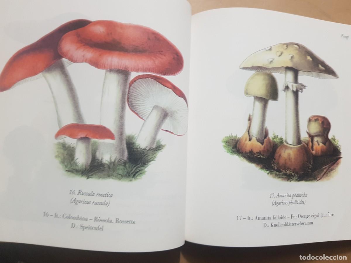 Libros: FLORA - GOVANNI SANTI-MASSINI - H.KLICZKOWSKI - EN 5 IDIOMAS (ILUST) - Foto 13