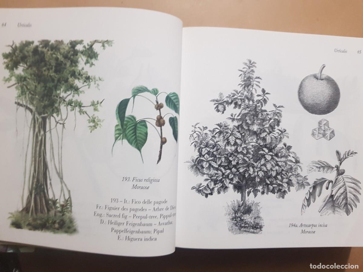 Libros: FLORA - GOVANNI SANTI-MASSINI - H.KLICZKOWSKI - EN 5 IDIOMAS (ILUST) - Foto 18