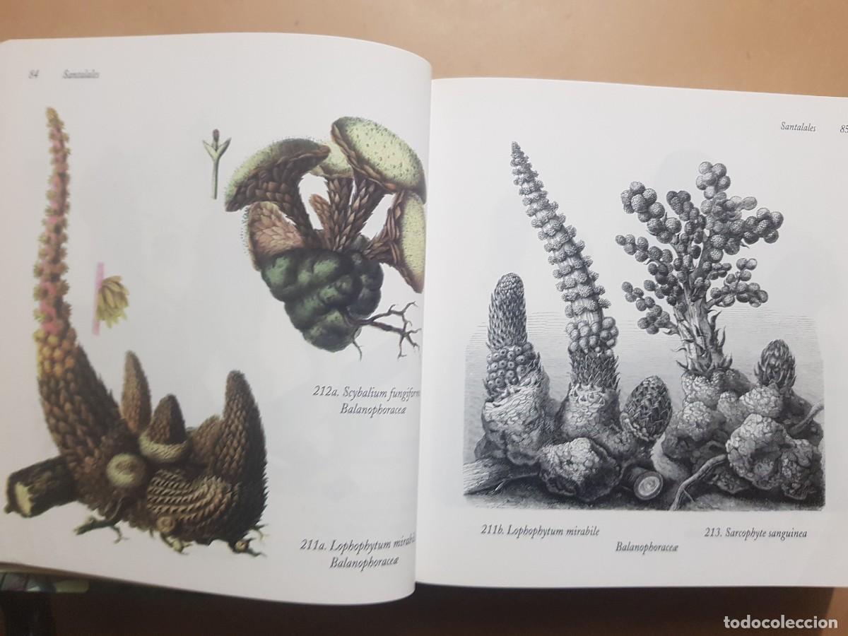 Libros: FLORA - GOVANNI SANTI-MASSINI - H.KLICZKOWSKI - EN 5 IDIOMAS (ILUST) - Foto 19