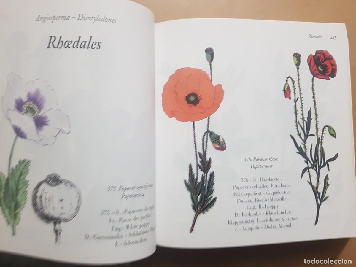 Libros: FLORA - GOVANNI SANTI-MASSINI - H.KLICZKOWSKI - EN 5 IDIOMAS (ILUST) - Foto 20