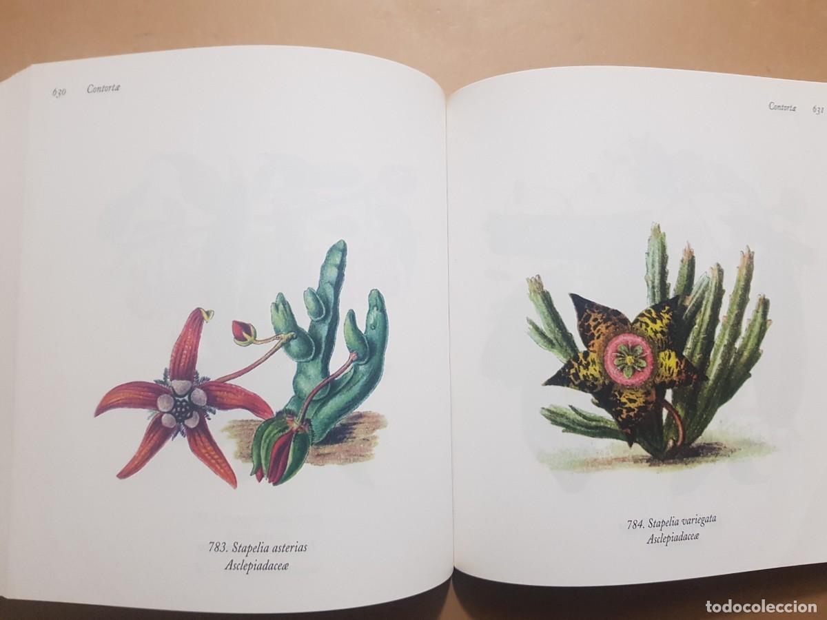 Libros: FLORA - GOVANNI SANTI-MASSINI - H.KLICZKOWSKI - EN 5 IDIOMAS (ILUST) - Foto 21