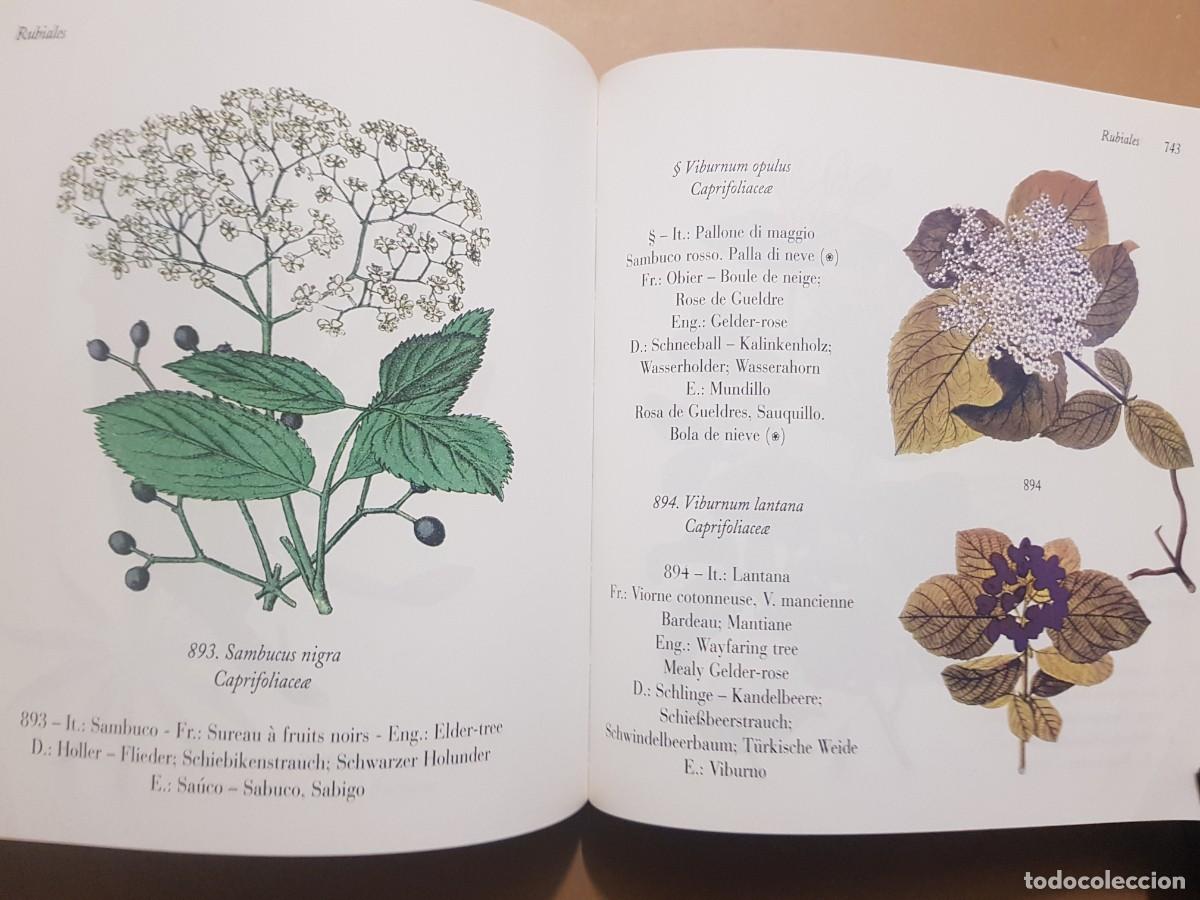 Libros: FLORA - GOVANNI SANTI-MASSINI - H.KLICZKOWSKI - EN 5 IDIOMAS (ILUST) - Foto 22