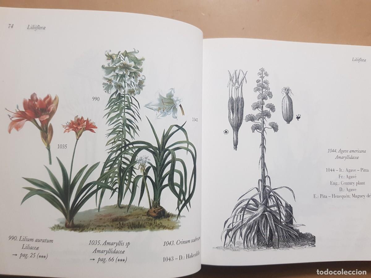 Libros: FLORA - GOVANNI SANTI-MASSINI - H.KLICZKOWSKI - EN 5 IDIOMAS (ILUST) - Foto 25