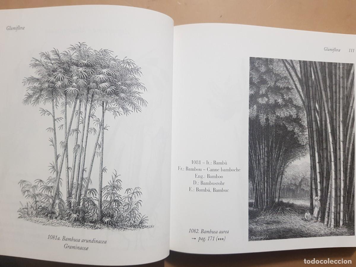 Libros: FLORA - GOVANNI SANTI-MASSINI - H.KLICZKOWSKI - EN 5 IDIOMAS (ILUST) - Foto 26