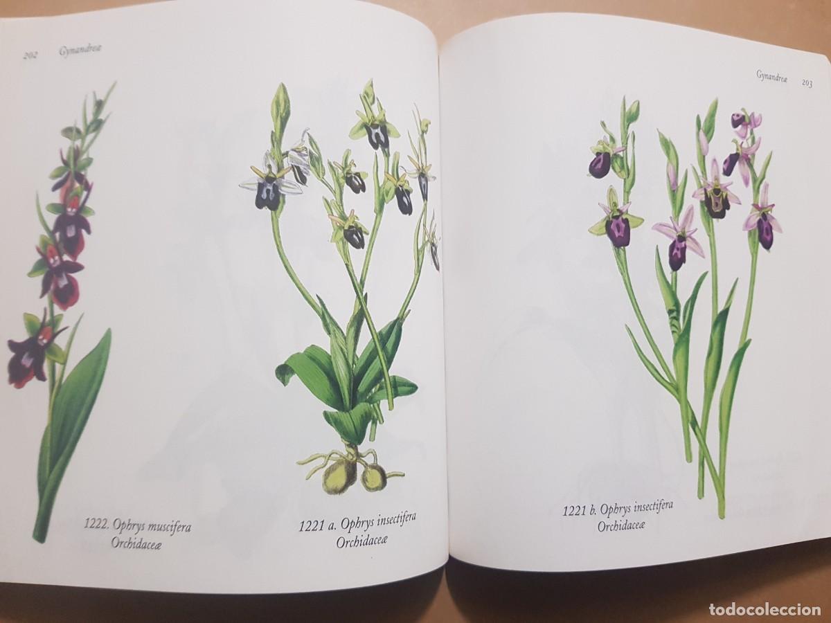 Libros: FLORA - GOVANNI SANTI-MASSINI - H.KLICZKOWSKI - EN 5 IDIOMAS (ILUST) - Foto 27