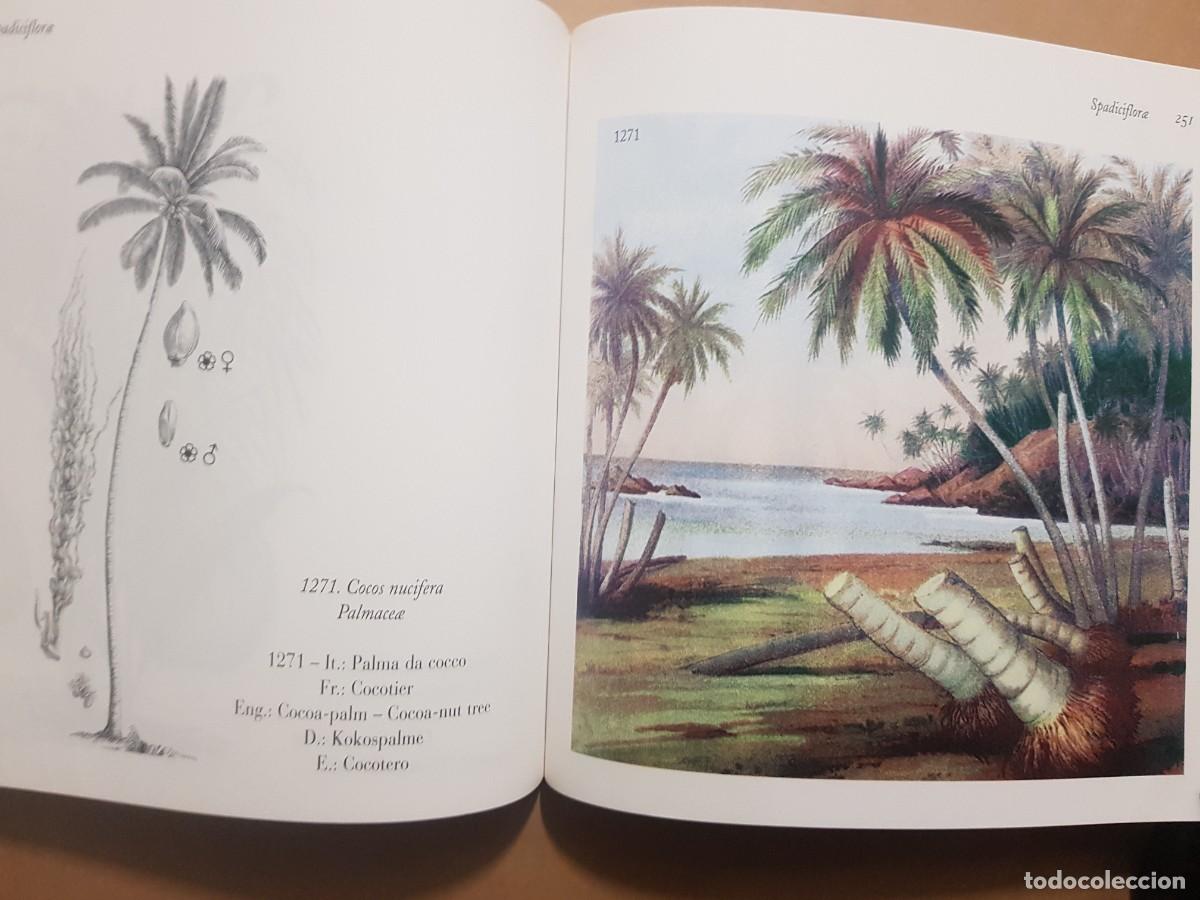 Libros: FLORA - GOVANNI SANTI-MASSINI - H.KLICZKOWSKI - EN 5 IDIOMAS (ILUST) - Foto 28