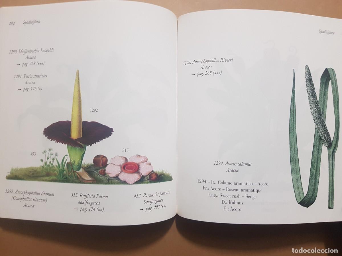 Libros: FLORA - GOVANNI SANTI-MASSINI - H.KLICZKOWSKI - EN 5 IDIOMAS (ILUST) - Foto 29