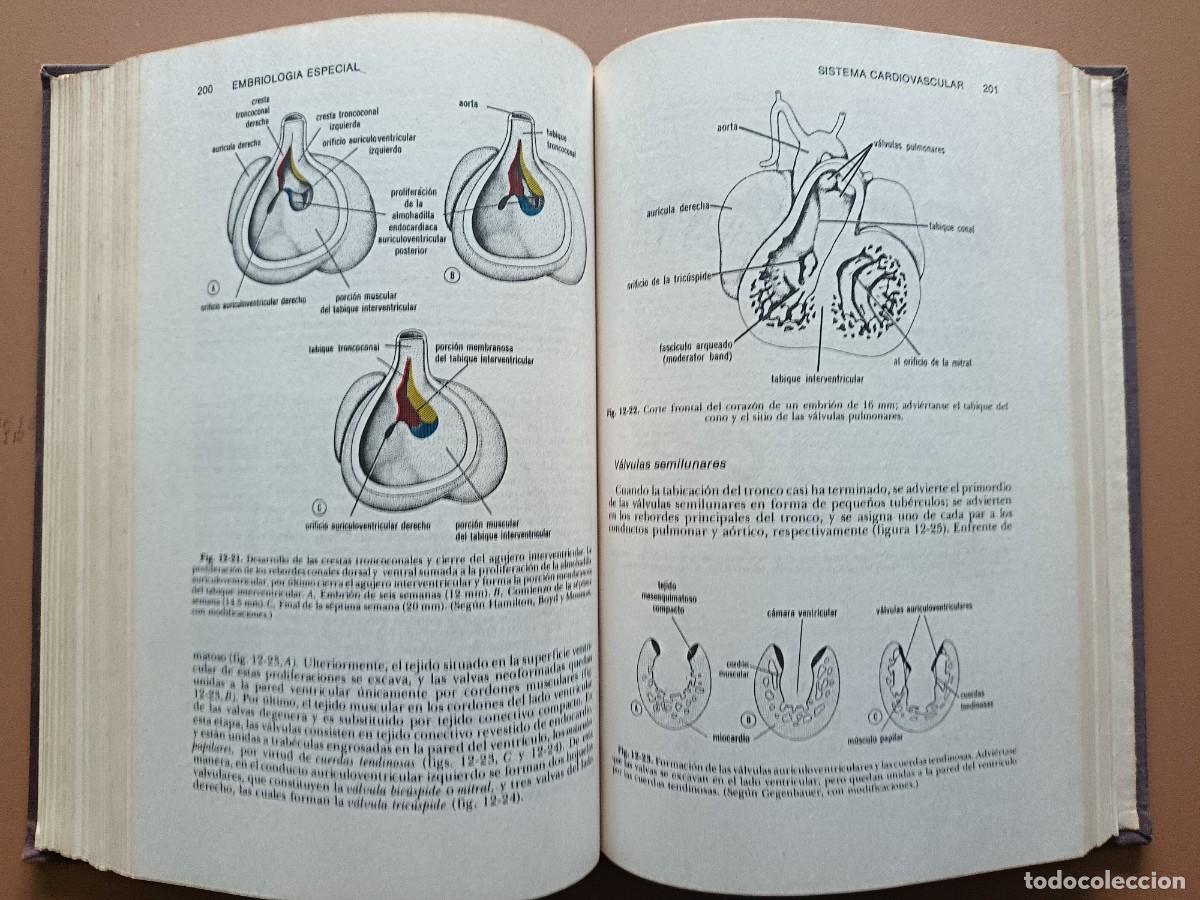 Libros: EMBRIOLOG&Iacute;A M&Eacute;DICA- J. LANGMAN- 1976 - Foto 6