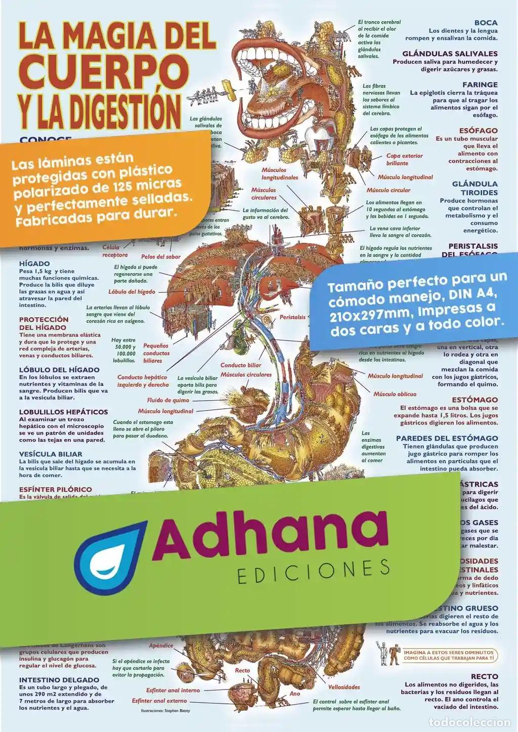 Libros: MAGIA DEL CUERPO Y LA DIGESTI&Oacute;N, LA (L&Aacute;MINA) - Foto 1