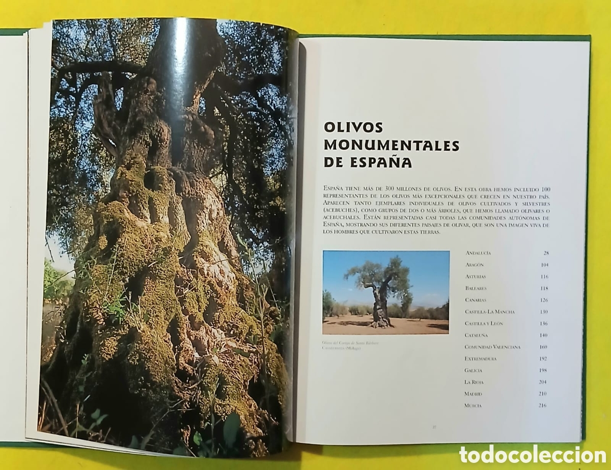 Libros: OLIVOS MONUMENTALES DE ESPA&Ntilde;A - Foto 2