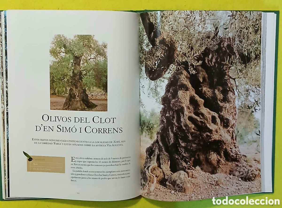 Libros: OLIVOS MONUMENTALES DE ESPA&Ntilde;A - Foto 5